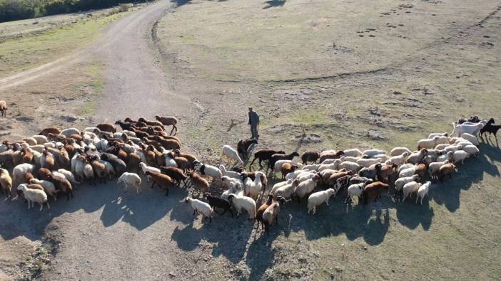 Yaşlı çoban dronu görünce korkudan ne yapacağını bilemedi