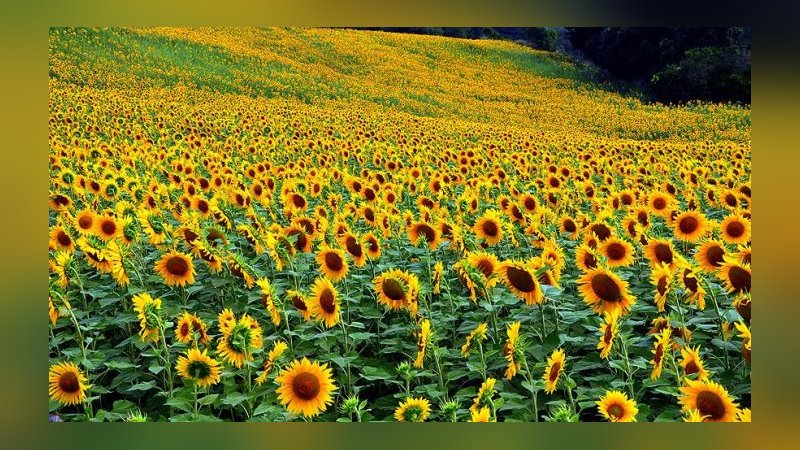 Tarım havzalarında desteklenecek 21 ürün belli oldu