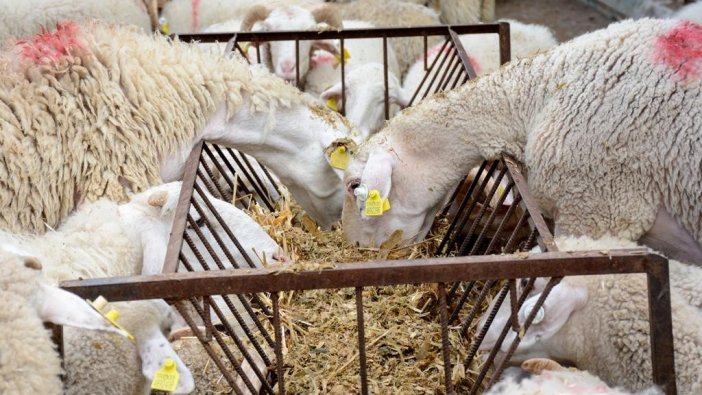 34 çiftçiye 132 büyükbaş hayvan hibesi