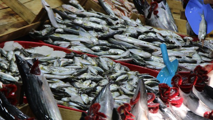 Palamut fiyatları dibe vurdu: 700 gram palamut 25 TL