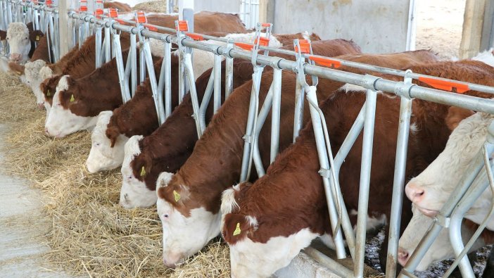 Buzağı destek ödemeleri hesaplara yatıyor. İşte detaylar...