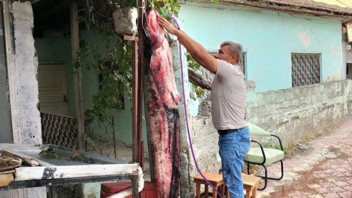 Balıkçının ağına 1.90 boyunda 75 kiloluk yayın balığı takıldı