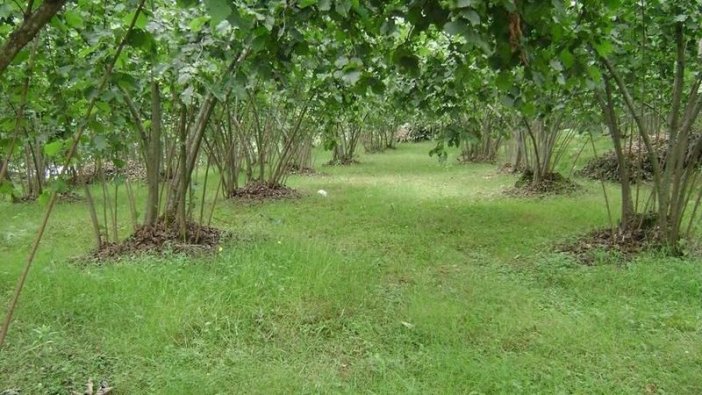 Sakarya'da icradan satılık fındık bahçesi