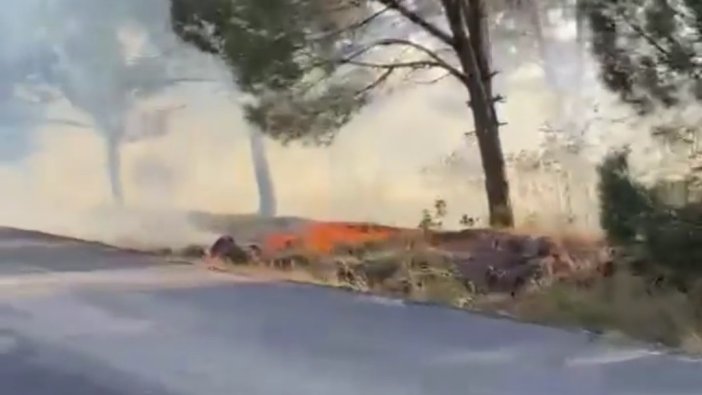 Balıkesir’de ormanlık alanda yangın