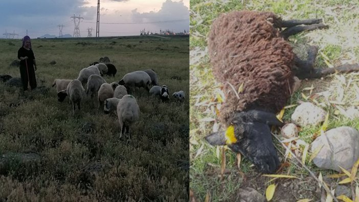 Köpekler 3 koyunu parçaladı, çoban canını zor kurtardı