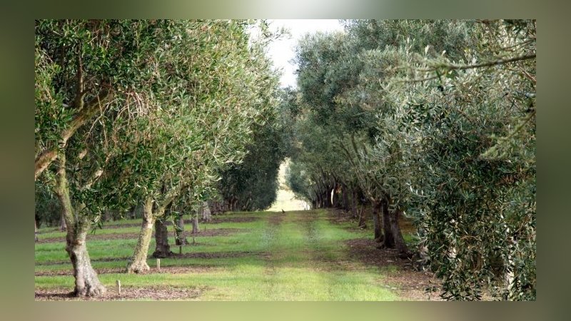 Antalya'da icradan satılık zeytinlik