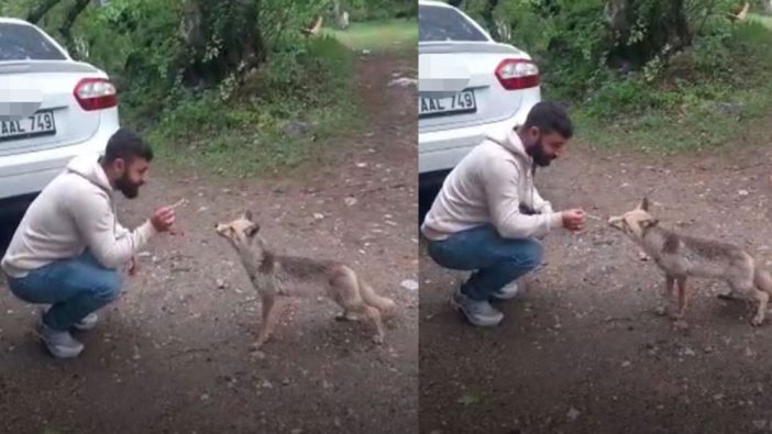 Tilkiye kraker yediren vatandaşın videosu viral oldu