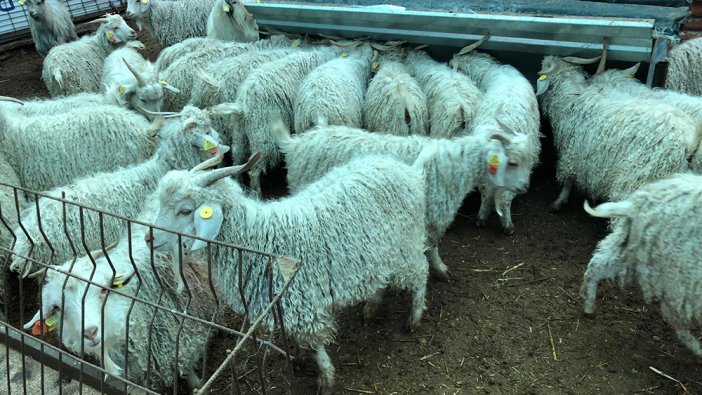 Bingöl’de yetiştiricilere destek! Dağıtımı yapıldı