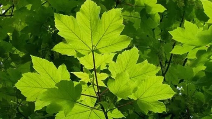 Çınar yaprağının çayı neye iyi geliyor?