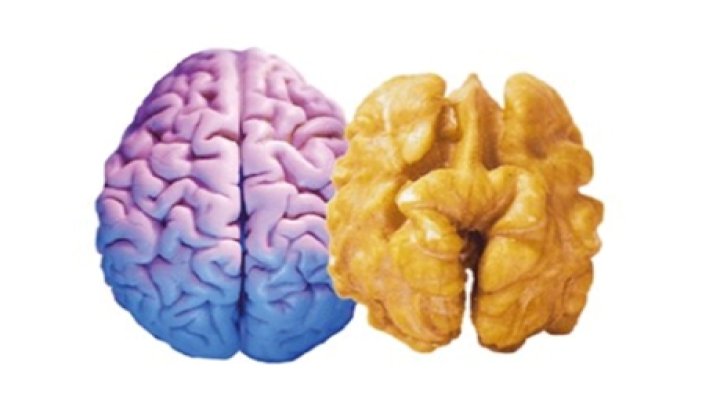 Bir ceviz bakın nelere yarıyor?