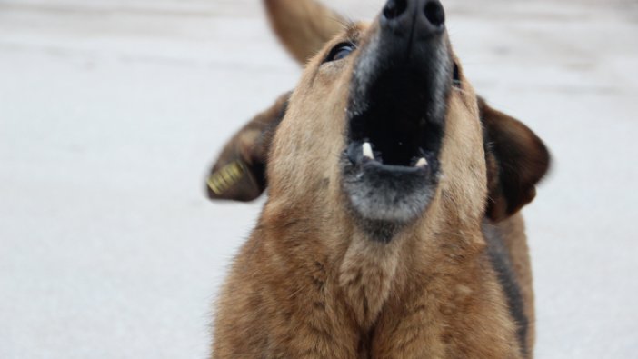 Veteriner Hekim Kızılinler: Kuduz sadece köpeklerde görülmez