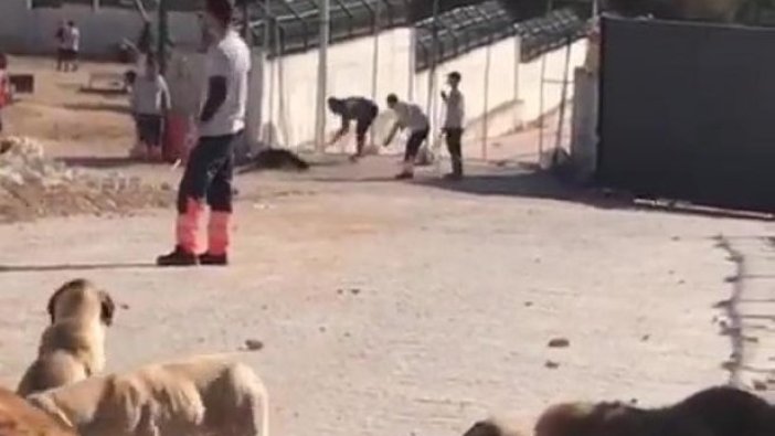 Ünlü isimler köpek katliamına tepki gösterdi
