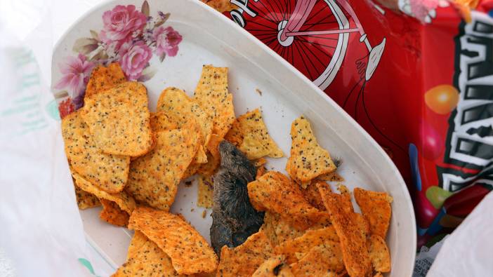 Cips paketinin içinden fare çıkınca şoke oldular