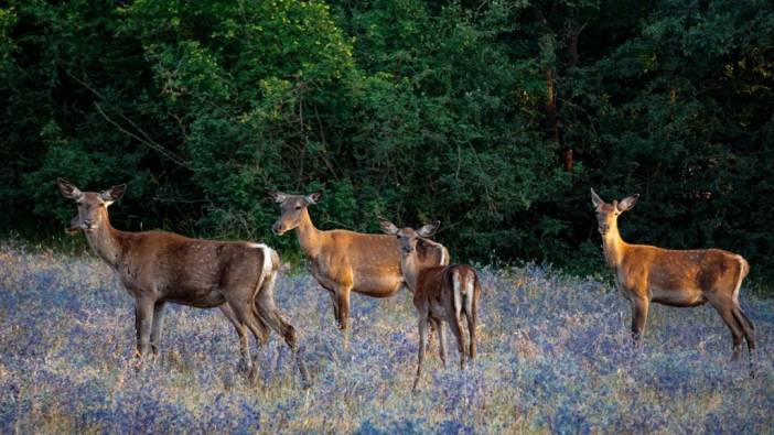 Kızıl geyik sayısı artıyor