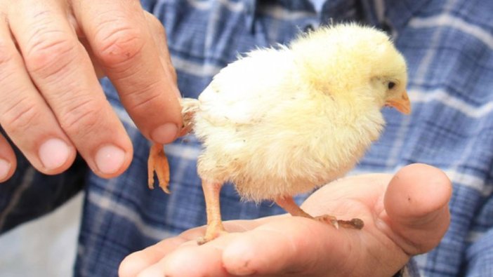 Bu civcive 10 katı fiyat teklif ediliyor: Görenler hayrete düşüyor!