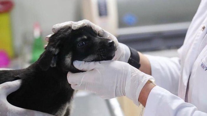 Onlarca hayvanı canından eden klinik