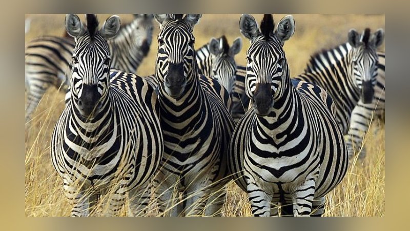 Müftüye göre ‘’zebra ve çekirge eti helal”miş