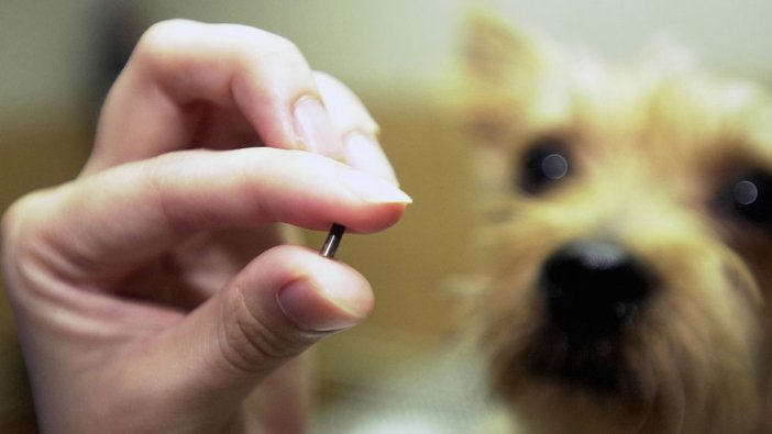 Hayvan sahipleri dikkat: Bugünden sonra ceza yağacak