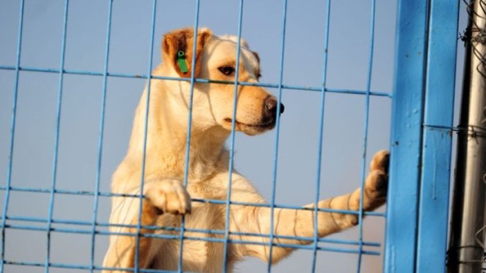 Çip taktırmayanlar yandı: 3 bin 500 lira ceza