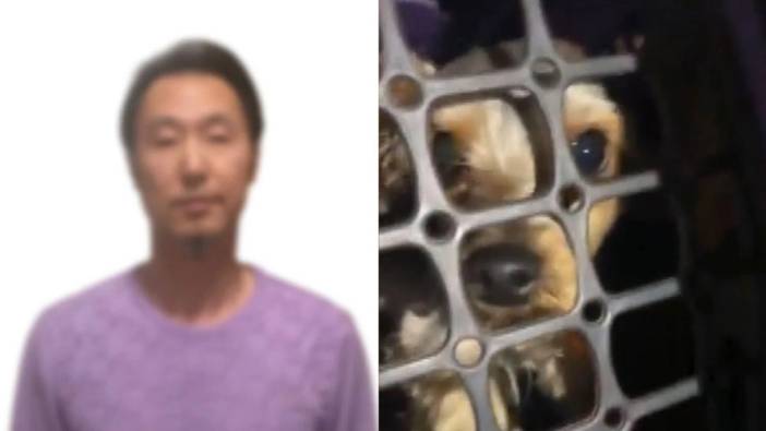 İstanbul'da köpeğine şiddet uygulayan yabancı uyruklu şahıs gözaltına alındı