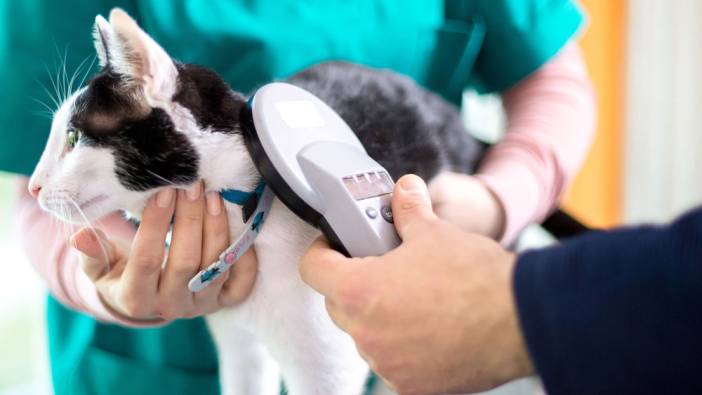 1 milyonu aşkın evcil hayvana çip takıldı