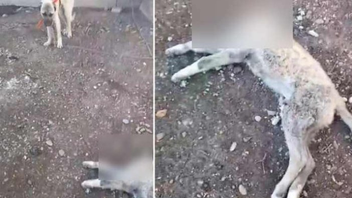 Kan donduran olay: Köpeğinin başını kestiler