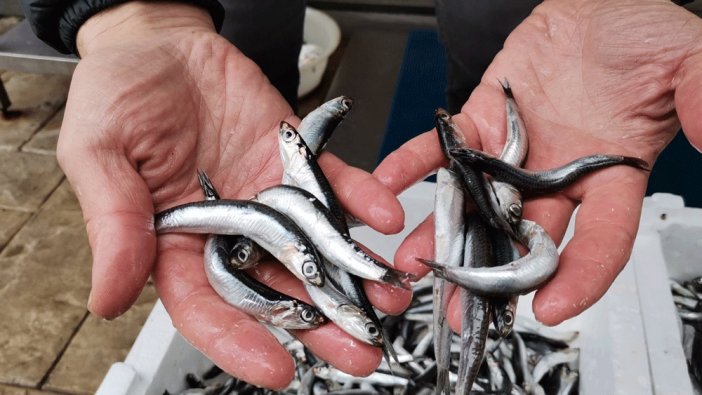 Eskişehir'de hamsi fiyatları cep yakıyor