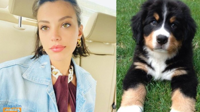 Ünlü oyuncu köpeğini kurtarmak için denize atladı