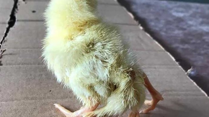 Yumurtadan 4 ayaklı civciv çıktı