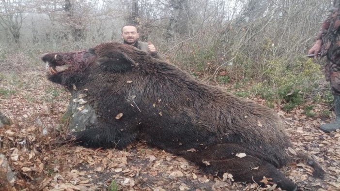 Çaycuma'da 400 kiloluk domuz vuruldu: Görenler inanamadı!