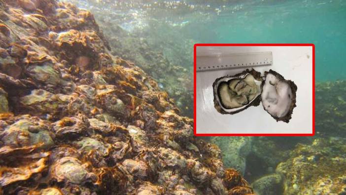 Karadeniz sularında 'Pasifik istiridyesi' istilası