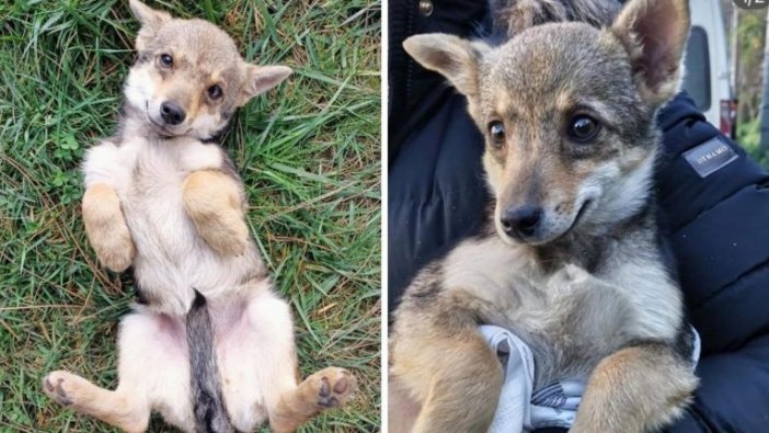 Kaderini DNA testi belirleyecek