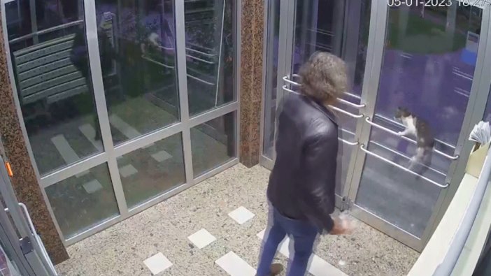 Kedileri zehirliyor haberleriyle gündeme gelmişti: Bu kez saldırı görüntüleri ortaya çıktı