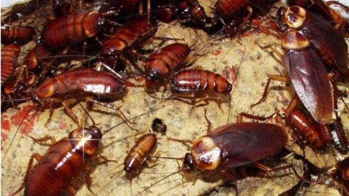 Patrona kızan işçi restorana hamam böceği doldurdu