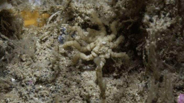 Cinsel organlarını yeniden üreten örümcek bulundu