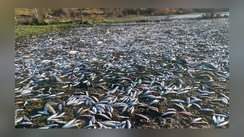Vicdanları sızlatan görüntüler: Gerede'de binlerce balık can çekişerek öldü