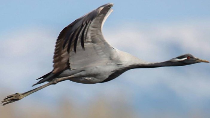 15 yıl sonra mutluluğu yakaladı: Kendine eş buldu