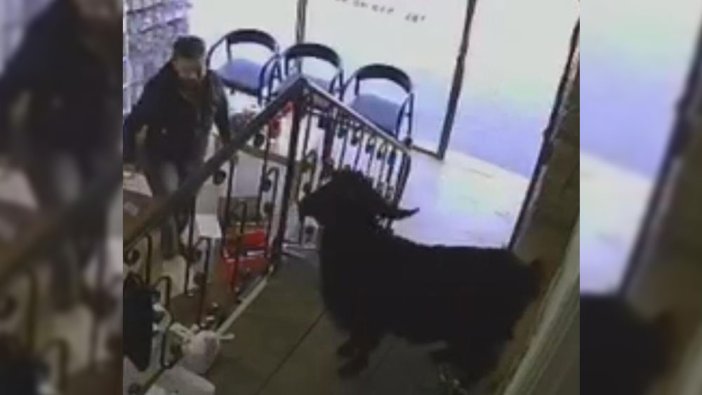 İnatçı keçinin eczane takıntısı güldürdü