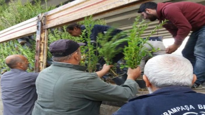 Bayrampaşa’ya her sene bin 500 ağaç