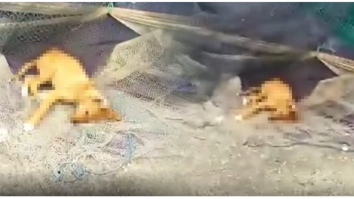 Bu kez köpek katliamının adresi Sinop