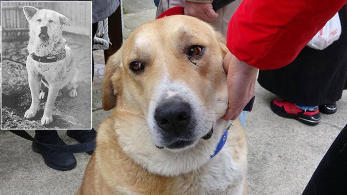 Vefalı Ayıcık Trabzon'un 'Hackiko'su oldu!