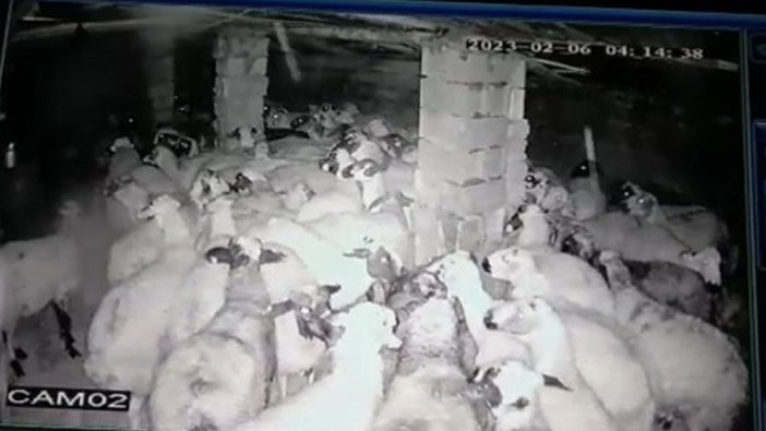 Deprem anından yeni görüntüler: Koyunlar depremi böyle hissetti