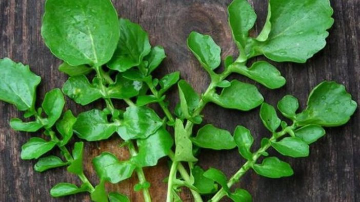 Akciğer temizleme kürü nedir? Akciğer temizleme kürü nasıl yapılır?