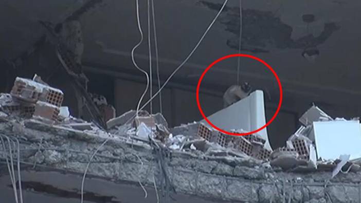 Galeria Sitesi'nde kurtarılan kedi sayısı 6 oldu!