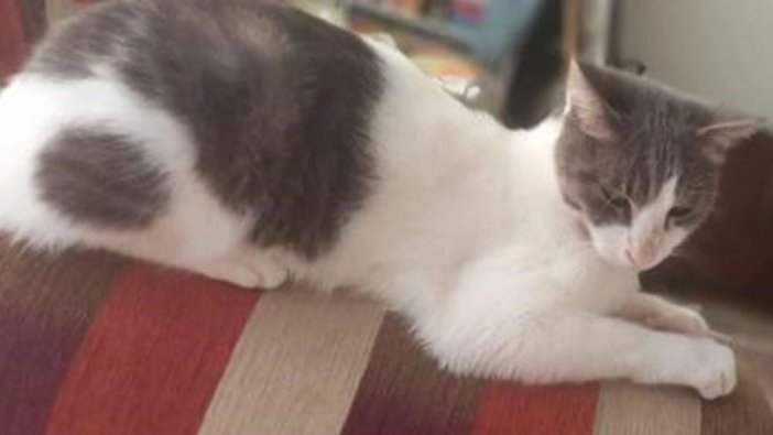 Kedisini bulana 10 bin TL ödül verecek