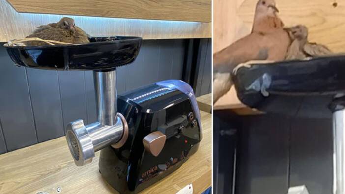 Kıyma makinesine yuva yapan kuşun yavruları oldu