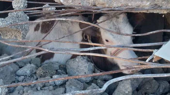 Depremden etkilenen besici ve çiftçiler için 'özel destek' çağrısı