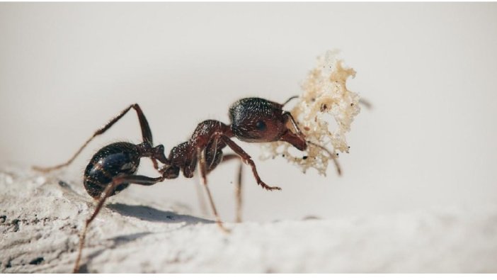 Karıncaları kandıran sahte kraliçelerin sırrı çözüldü