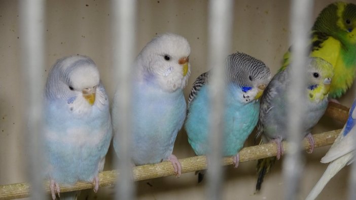 Ötücü kuşlara büyük talep