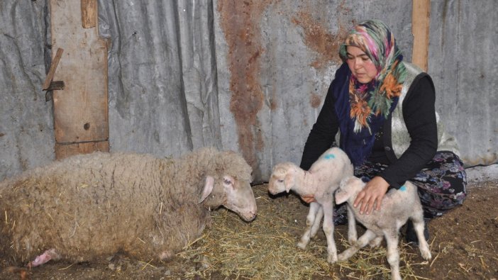 İkiz doğurup telef oldu